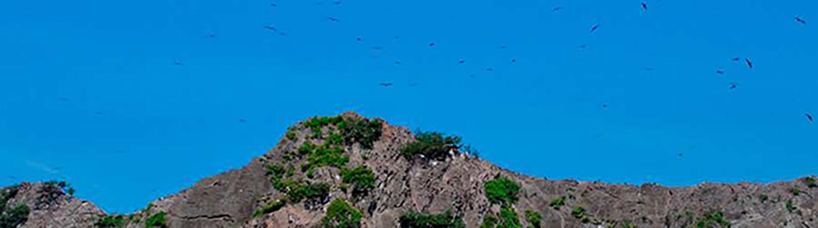 Caño Island Biological Reserve Snorkel Tour 8