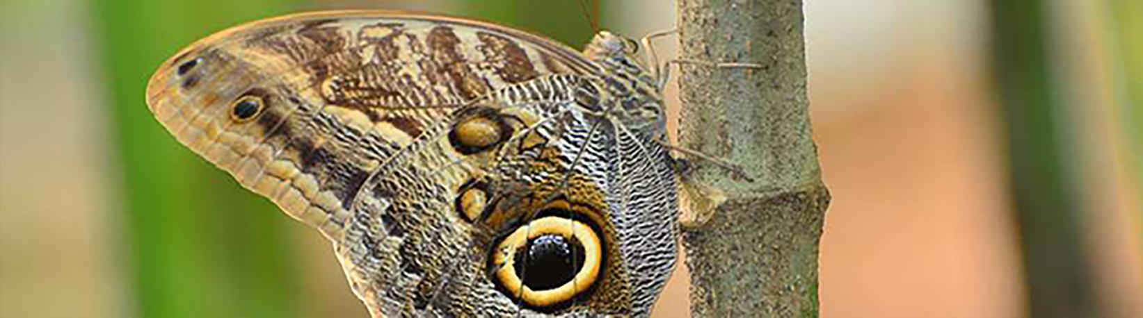 Caño Island & Drake Bay Butterfly Garden Combo Tour 2