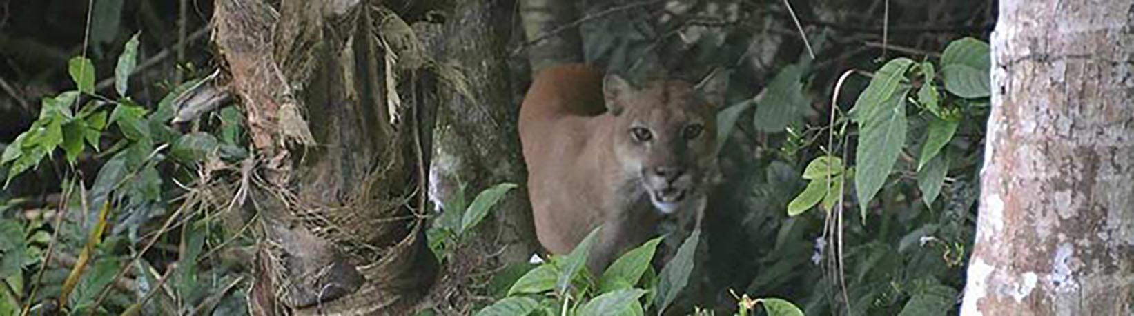 Corcovado Hike and Caño Island Snorkel Super Combo 3