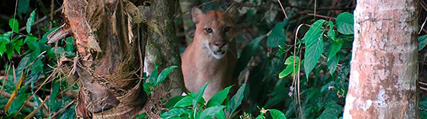 Corcovado National Park Tour 2