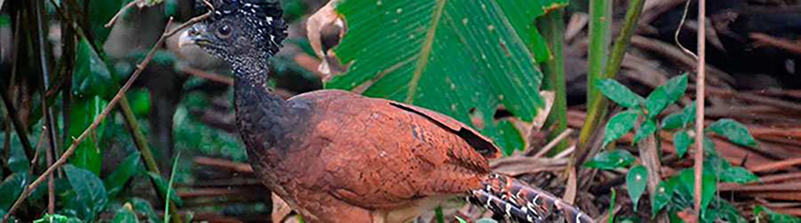 Corcovado National Park Tour 5