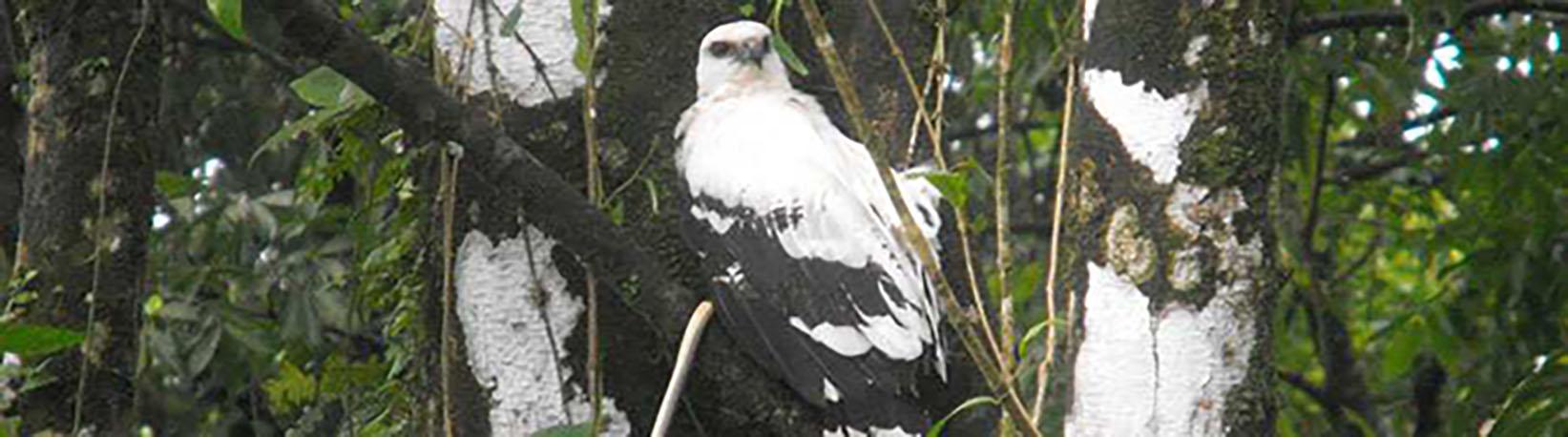 Corcovado National Park Tour 8