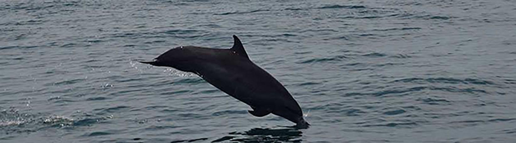 Marino Ballena Whale Watching & Wild Dolphin Combo Tour 1