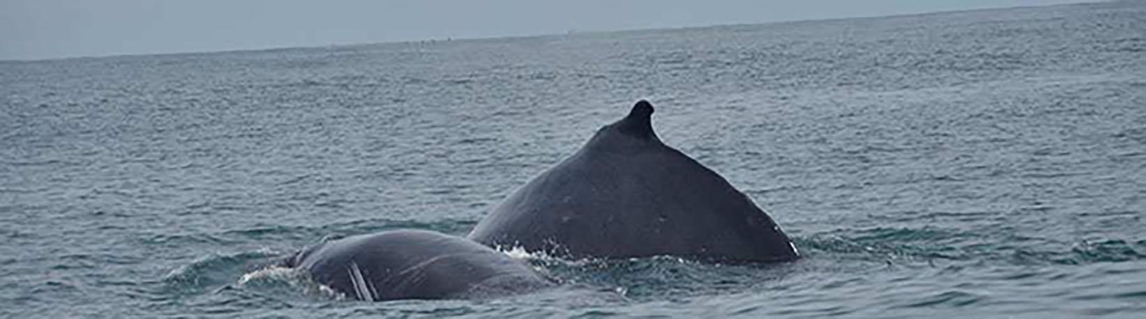 Marino Ballena Whale Watching & Wild Dolphin Combo Tour 5