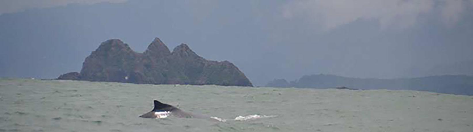 Marino Ballena Whale Watching & Wild Dolphin Combo Tour 6