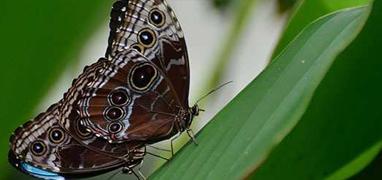 Caño Island & Drake Bay Butterfly Garden Combo Tour