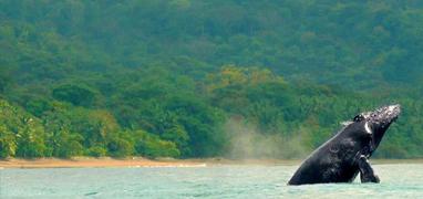 Marino Ballena Whale Watching & Wild Dolphin Combo