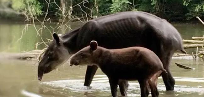 Corcovado National Park Tour