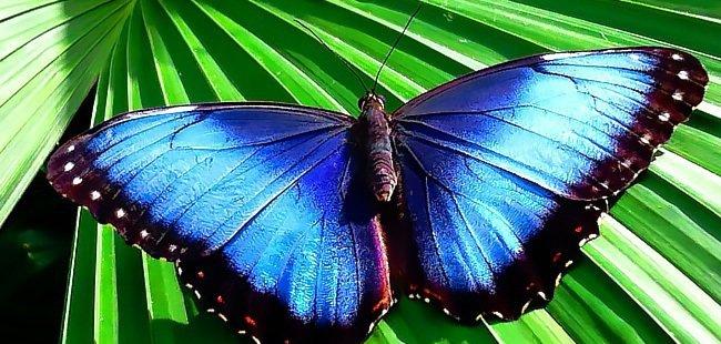 Drake Bay Butterfly Garden