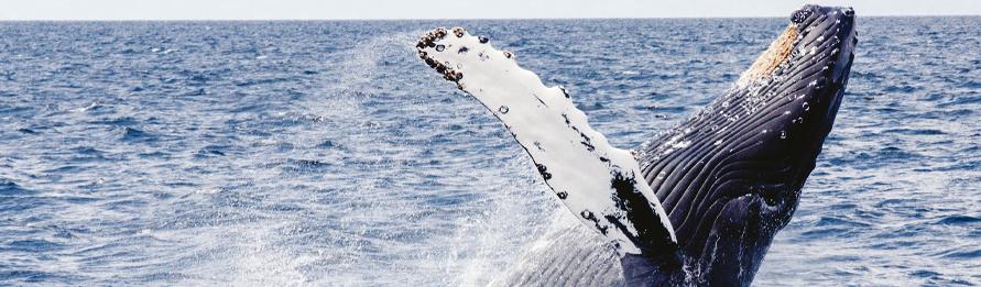 Marino Ballena Whale Watching & Wild Dolphin Combo