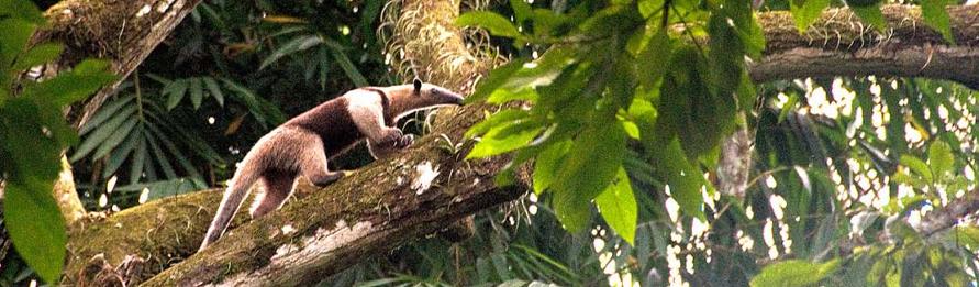 Corcovado National Park Tour