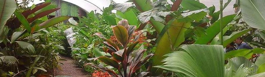 Caño Island & Drake Bay Butterfly Garden Combo Tour